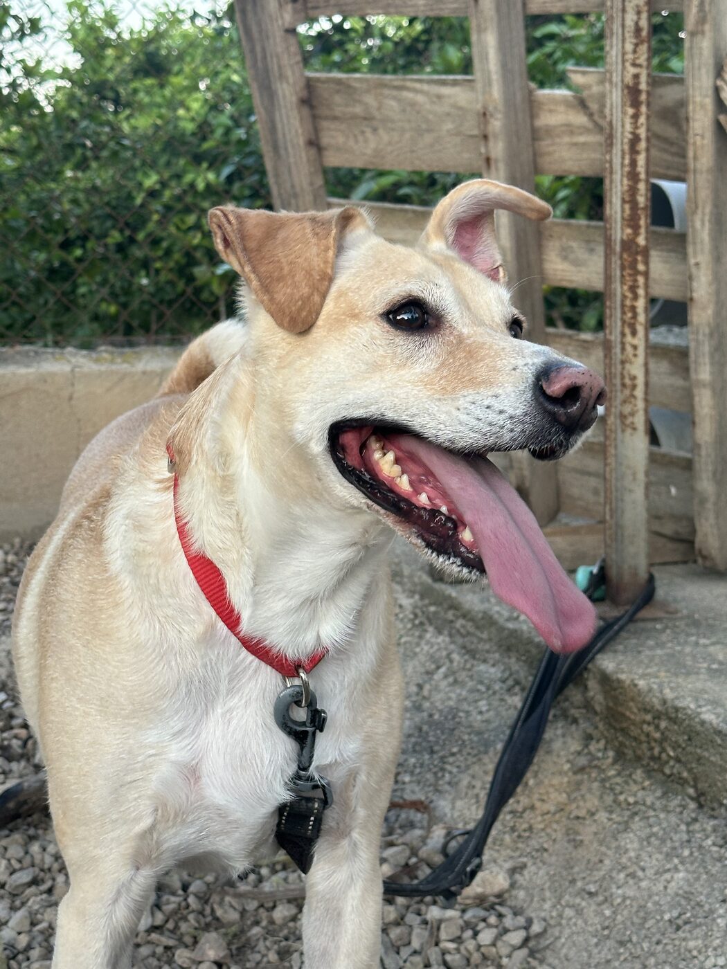 Perro atento junto a obstáculos de agility