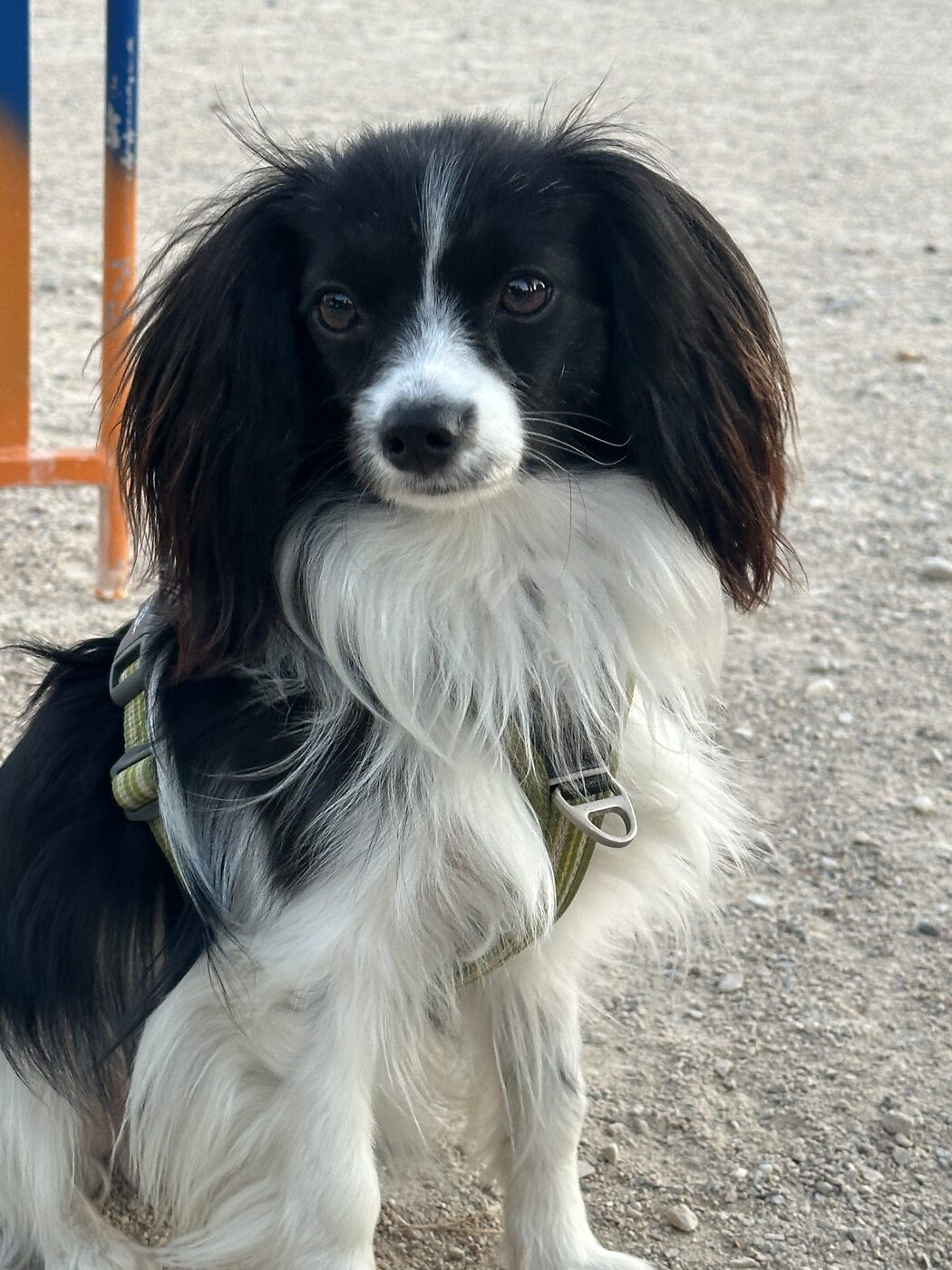 Perro de tamaño pequeño en la zona de entrenamiento