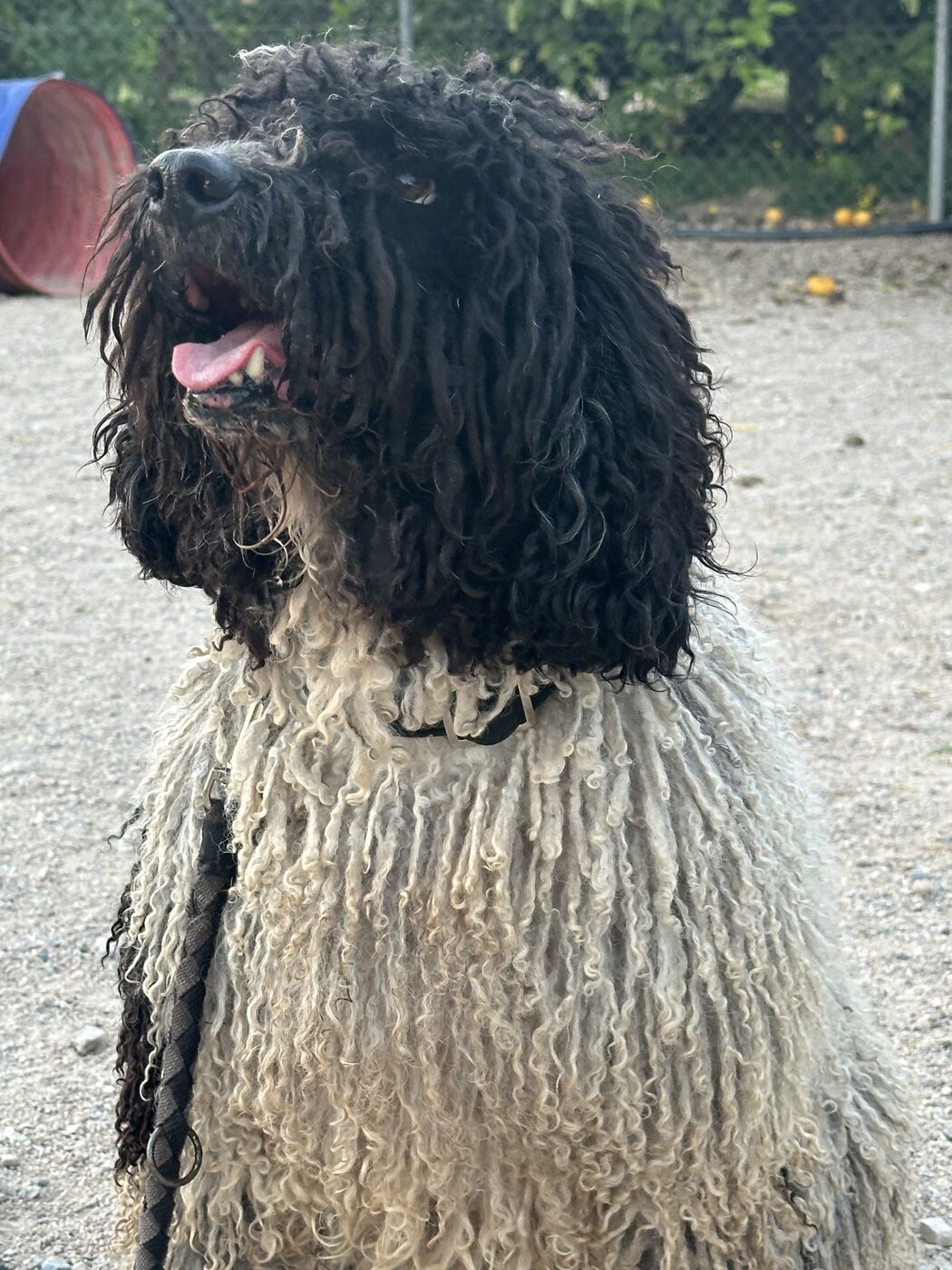Perro de pelo rizado en el entorno de práctica